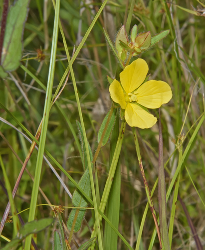 Ludwigia hirtella — flower photograph