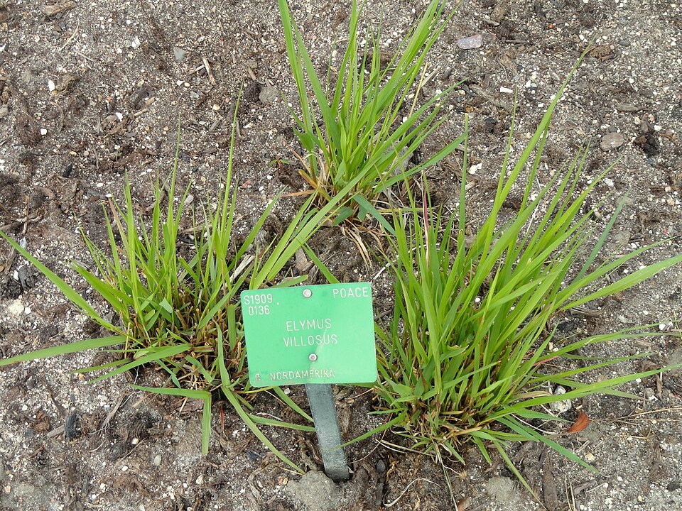 Elymus villosus — whole photograph