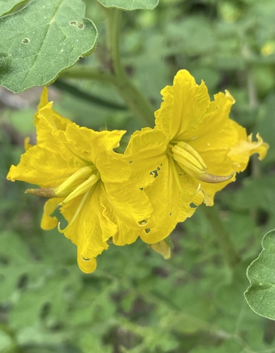 Solanum rostratum — flower photograph