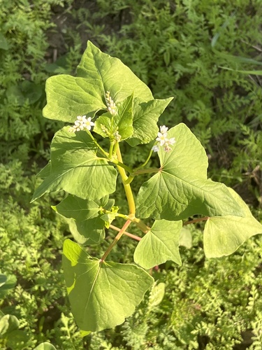 Fagopyrum esculentum — foliage photograph