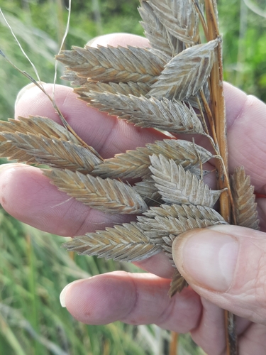 Uniola paniculata — fruit photograph