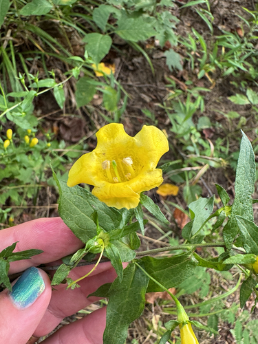 Aureolaria patula — flower photograph