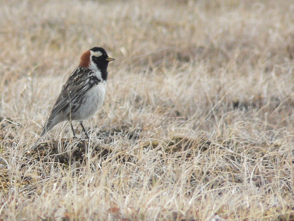 Male Lapland Longspur, whole bird