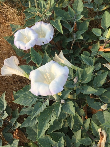 Datura wrightii — flower photograph