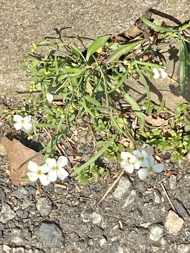 Arabidopsis lyrata — flower photograph
