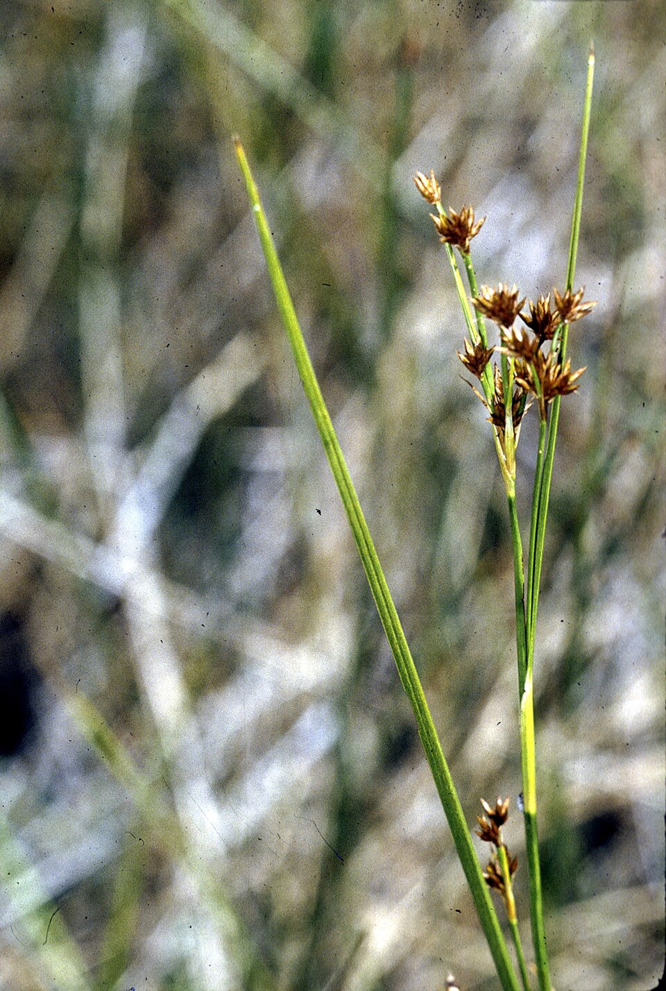 Rhynchospora capitellata — fruit photograph