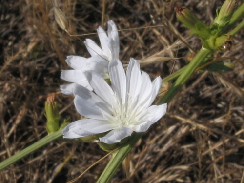 Cichorium intybus — bloom photograph