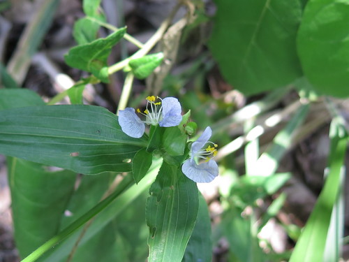 Commelina erecta var. erecta photograph