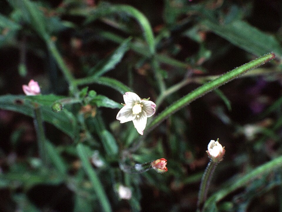 Epilobium coloratum — bloom photograph