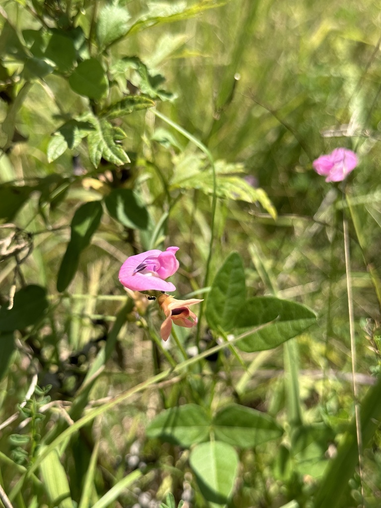 Strophostyles umbellata — bloom photograph