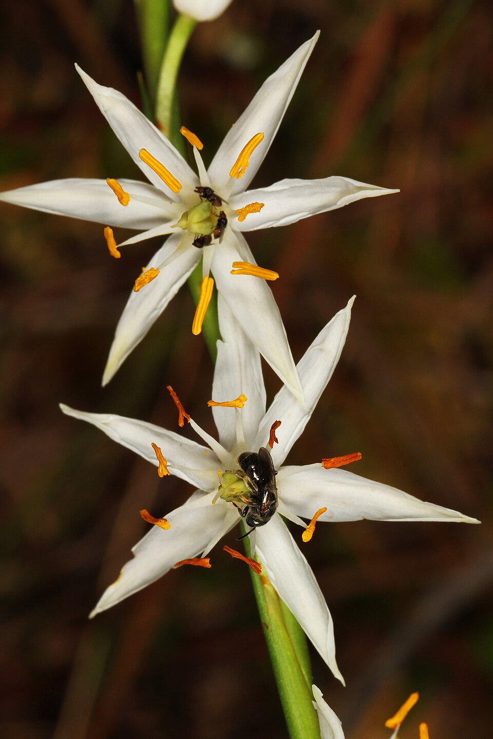Pleea tenuifolia — flower photograph