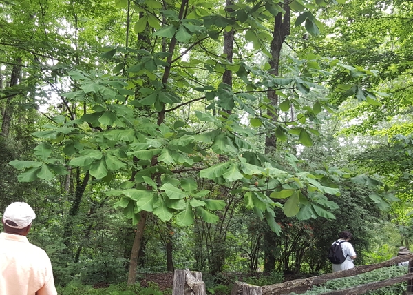 Magnolia macrophylla — whole photograph