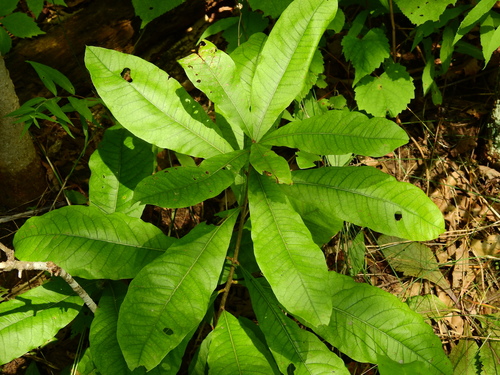 Quercus imbricaria — foliage photograph