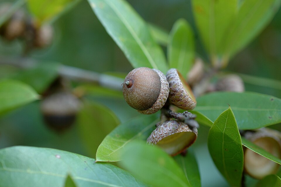 Quercus hemisphaerica — fruit photograph