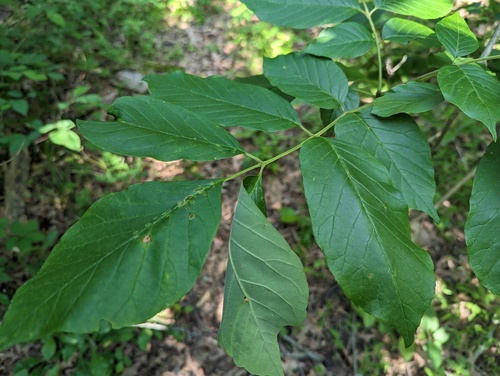 Fraxinus biltmoreana photograph