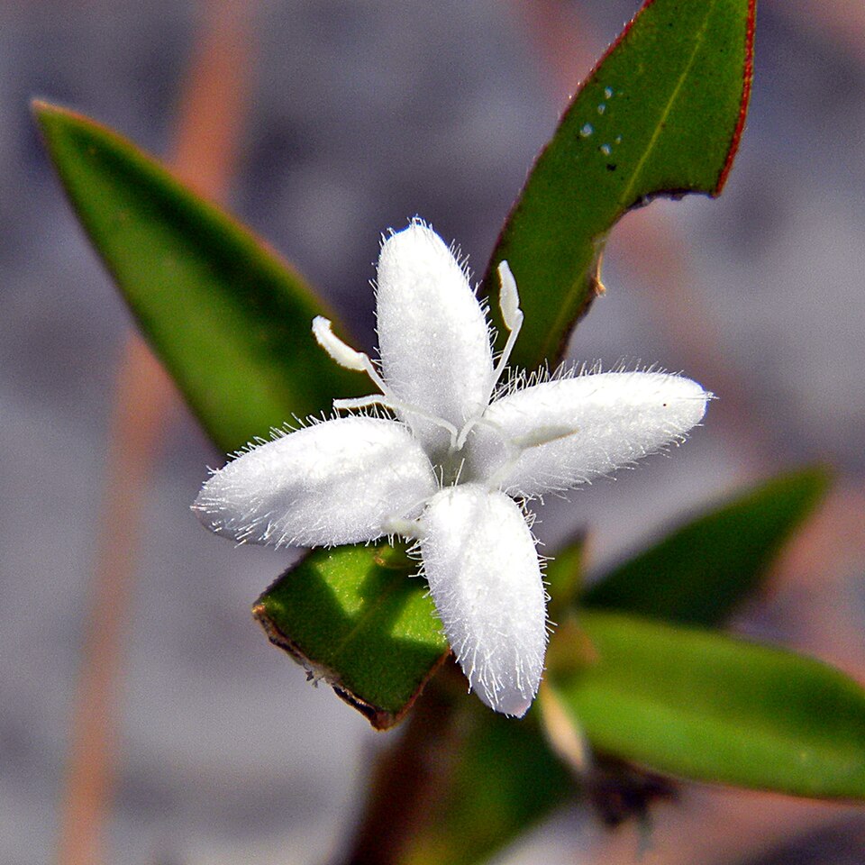 Diodia virginiana — bloom photograph