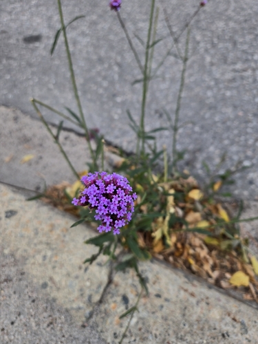 Verbena bonariensis — flower photograph