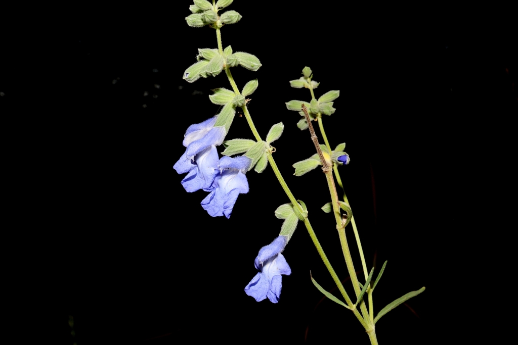 Salvia azurea — bloom photograph