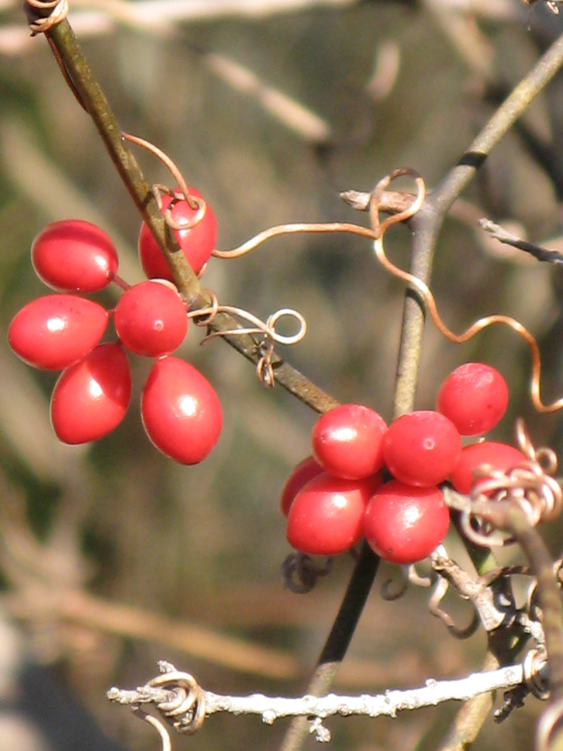 Smilax walteri — fruit photograph