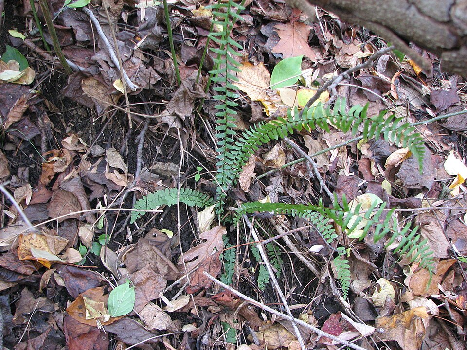 Asplenium platyneuron — foliage photograph