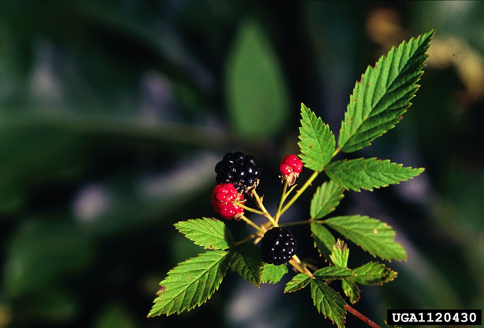 Rubus flagellaris — fruit photograph