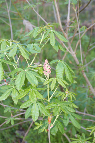 Aesculus pavia var. pavia photograph