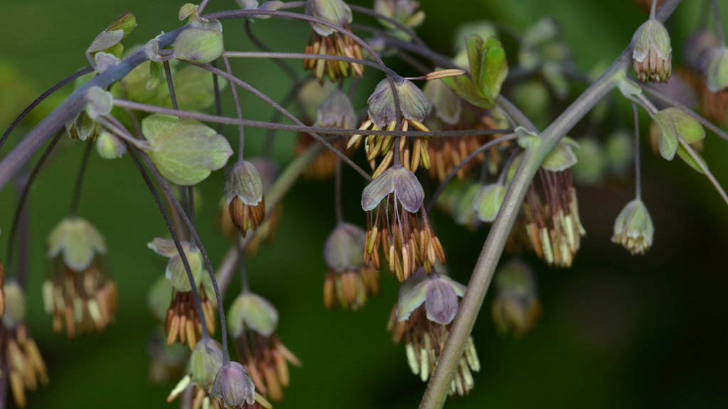 Thalictrum dioicum — bloom photograph