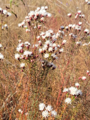 Dalea pinnata — flower photograph