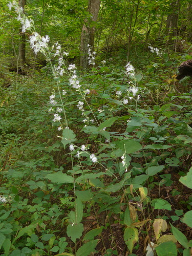 Silene ovata — flower photograph