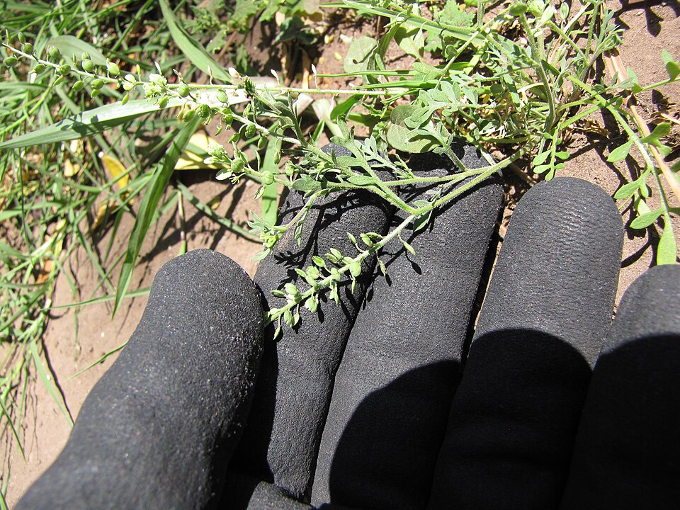 Lepidium oblongum — fruit photograph