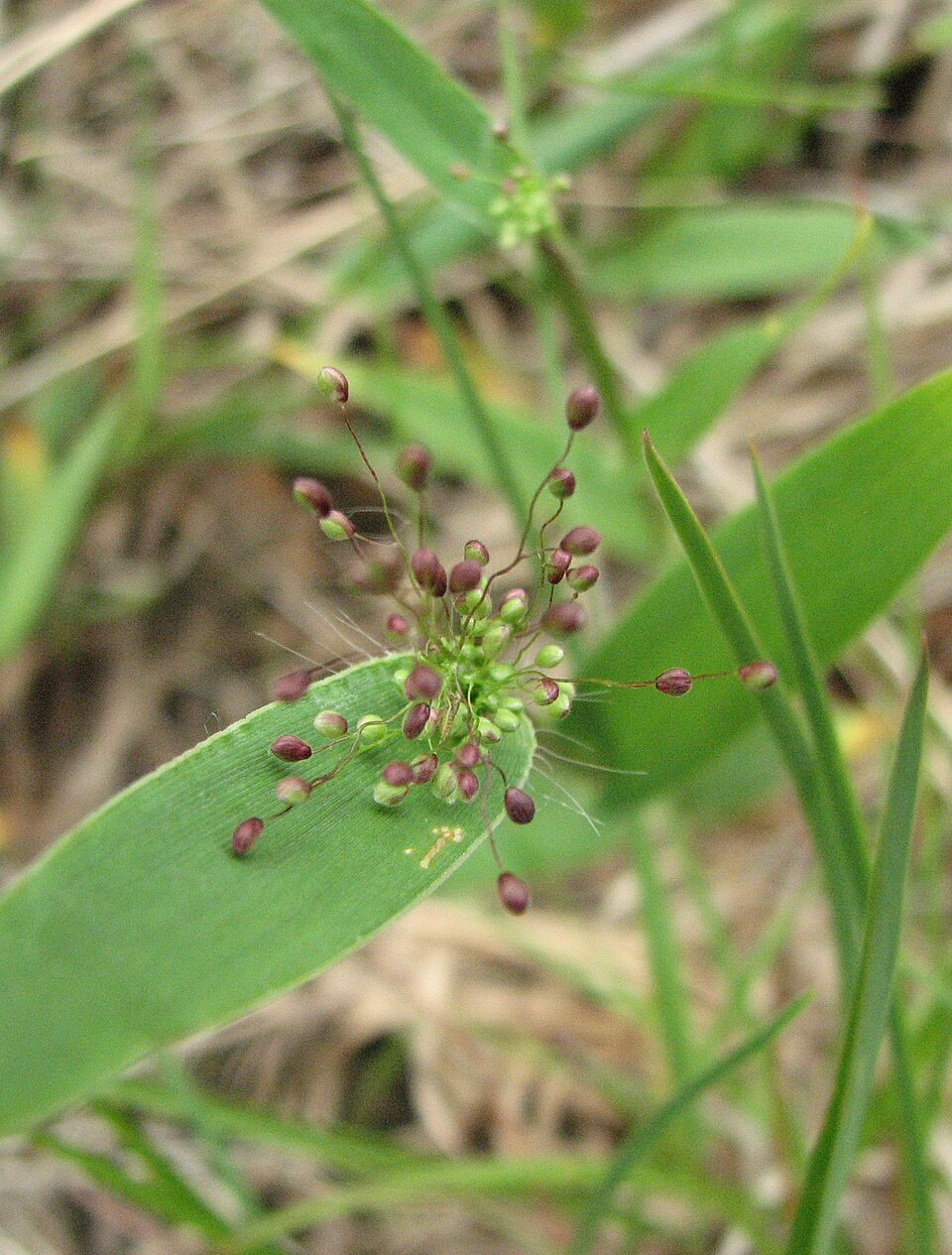 Dichanthelium sphaerocarpon — fruit photograph