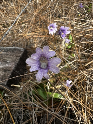 Pinguicula caerulea — flower photograph