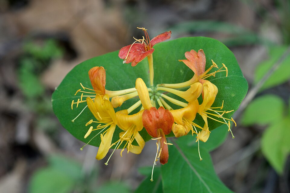 Lonicera flava — bloom photograph