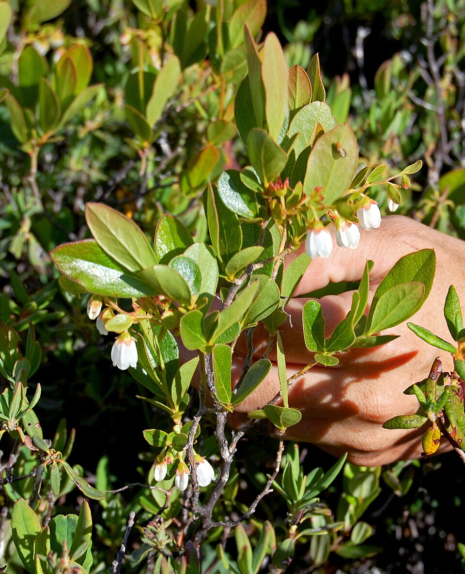 Gaylussacia bigeloviana — bloom photograph