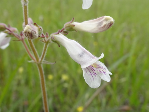 Penstemon pallidus — flower photograph