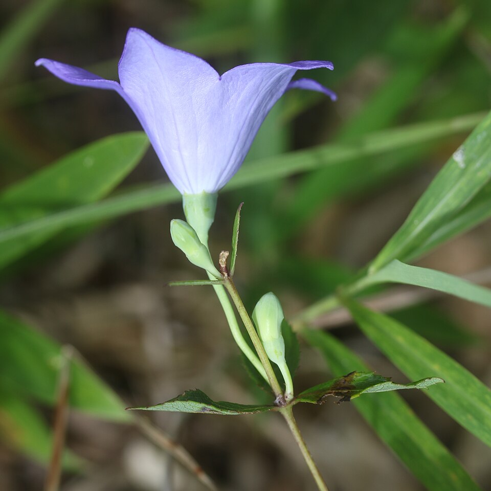 Platycodon grandiflorus — flower photograph