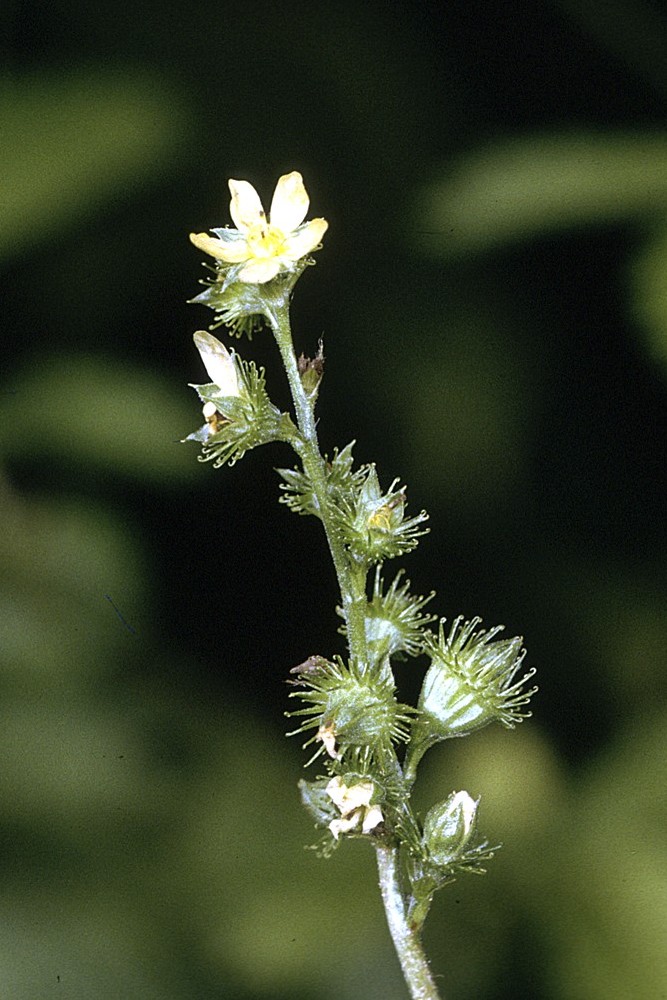 Agrimonia gryposepala — bloom photograph