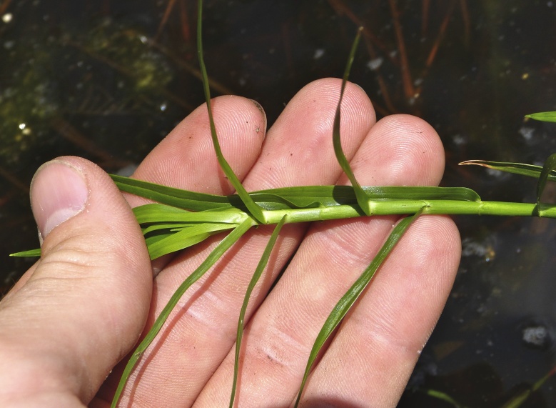 Dulichium arundinaceum — leaf photograph