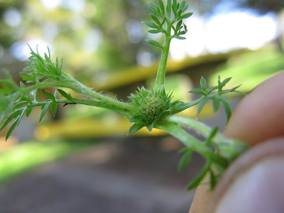Soliva sessilis — fruit photograph