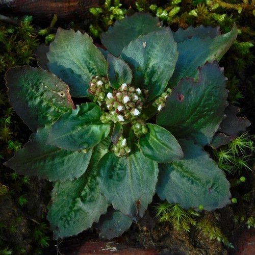 Micranthes virginiensis — flower photograph