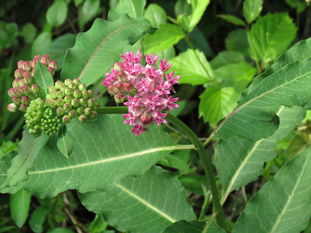 Asclepias purpurascens — bloom photograph