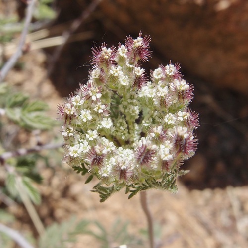 Daucus pusillus — flower photograph