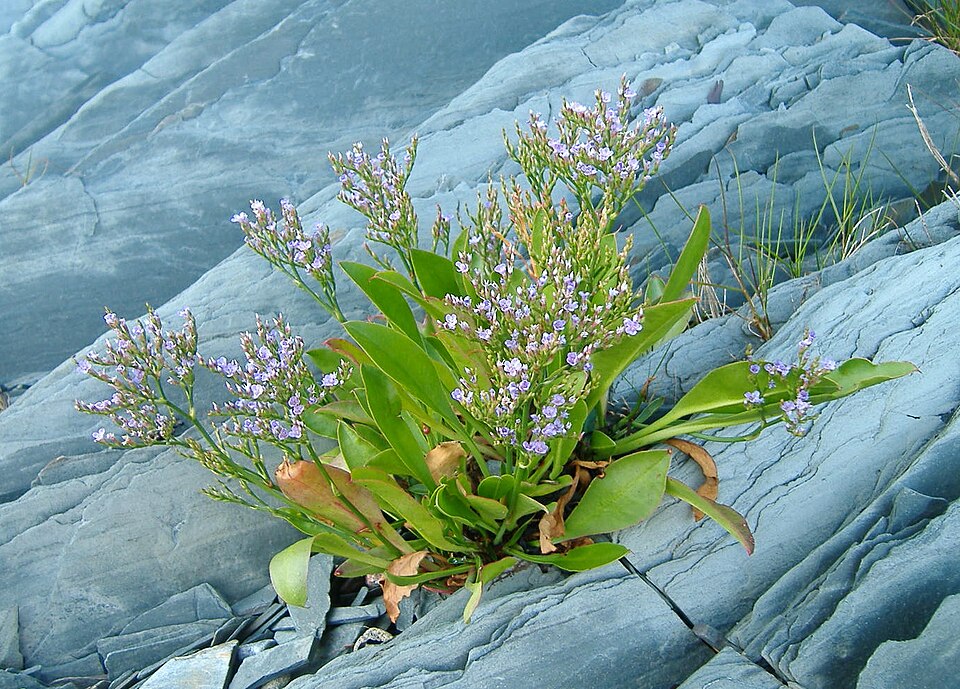 Limonium carolinianum — bloom photograph