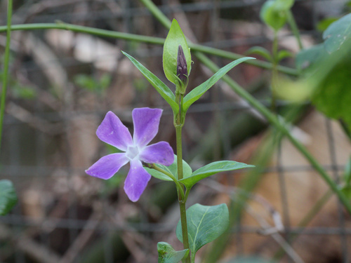 Vinca major — flower photograph