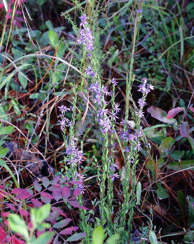 Symphyotrichum concolor — whole plant photograph