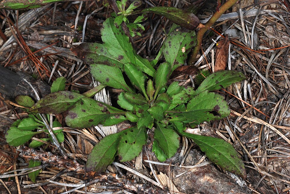 Solidago puberula — foliage photograph