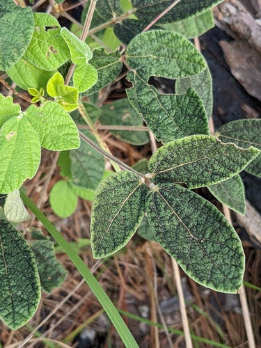Rhynchosia tomentosa — flower photograph