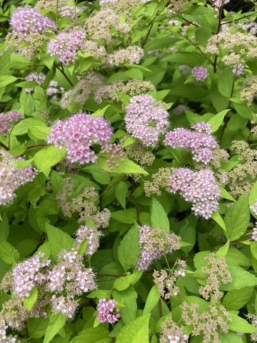 Spiraea japonica — flower photograph