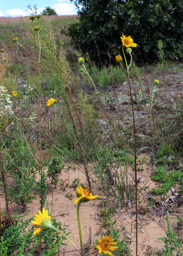 Helianthus occidentalis photograph