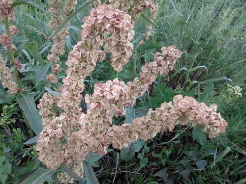 Rumex patientia — whole plant photograph